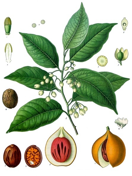 Myristica fragrans - Macis